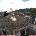 11_00-nest.jpg