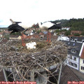 11_05-nest.jpg