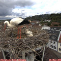 11_10-nest.jpg
