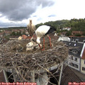 11_15-nest.jpg