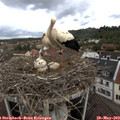 11_20-nest.jpg