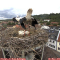 11_25-nest.jpg