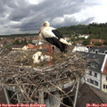 11_30-nest.jpg