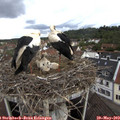11_35-nest.jpg