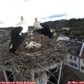 11_40-nest.jpg