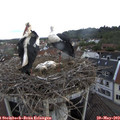 11_45-nest.jpg