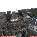 11_50-nest.jpg