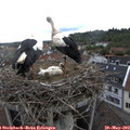 11_55-nest.jpg