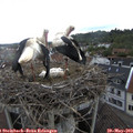 12_00-nest.jpg