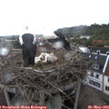12_05-nest.jpg