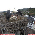 12_10-nest.jpg