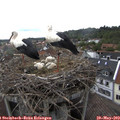 12_15-nest.jpg