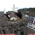 12_20-nest.jpg