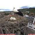 12_25-nest.jpg