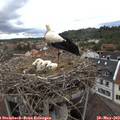 12_30-nest.jpg