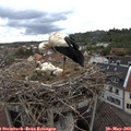12_35-nest.jpg