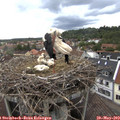 12_40-nest.jpg
