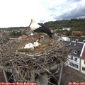 12_45-nest.jpg