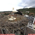 12_50-nest.jpg