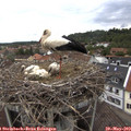 12_55-nest.jpg