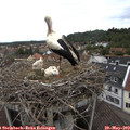 13_00-nest.jpg