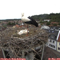 13_05-nest.jpg