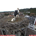 13_10-nest.jpg