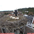 13_15-nest.jpg