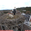 13_20-nest.jpg
