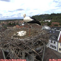 13_25-nest.jpg