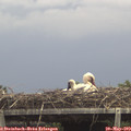 13_30-mast.jpg