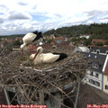 13_30-nest.jpg