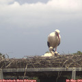 13_35-mast.jpg