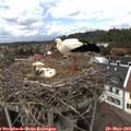 13_35-nest.jpg