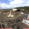 13_40-nest.jpg