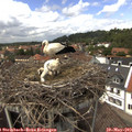 13_45-nest.jpg