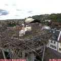 13_50-nest.jpg