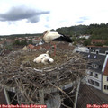 13_55-nest.jpg