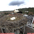 14_00-nest.jpg