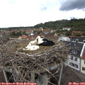 14_05-nest.jpg