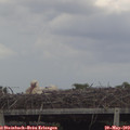 14_10-mast.jpg