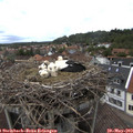 14_15-nest.jpg