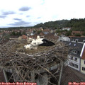 14_20-nest.jpg