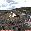 14_25-nest.jpg