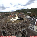 14_30-nest.jpg