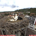 14_35-nest.jpg