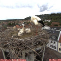 14_40-nest.jpg