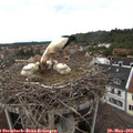 14_45-nest.jpg