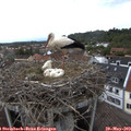14_50-nest.jpg