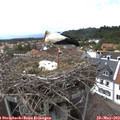 14_55-nest.jpg